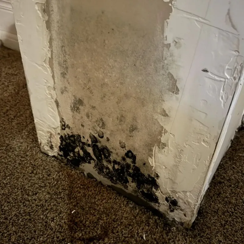 Professional Mold Removal in Hughson, CA
